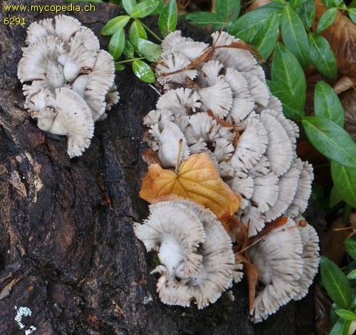 Schizophyllum commune - 