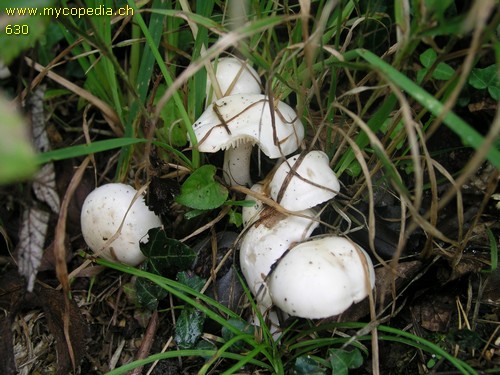 Hygrophorus eburneus var. cossus - 