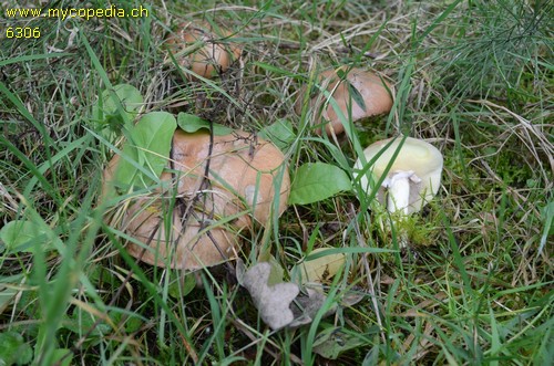 Suillus luteus - 