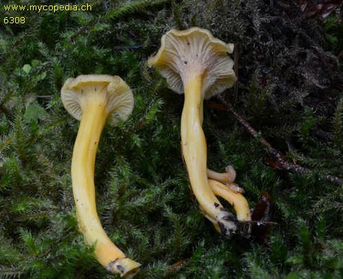 Cantharellus tubaeformis - 