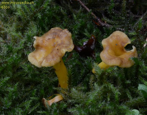 Cantharellus lutescens - 