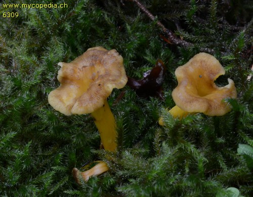 Cantharellus tubaeformis - 