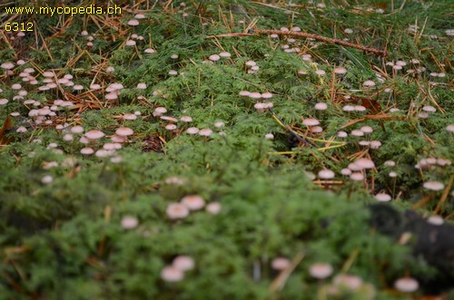 Mycena sanguinolenta - 