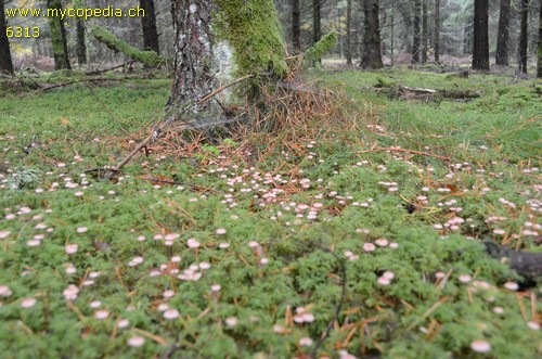 Mycena sanguinolenta - 