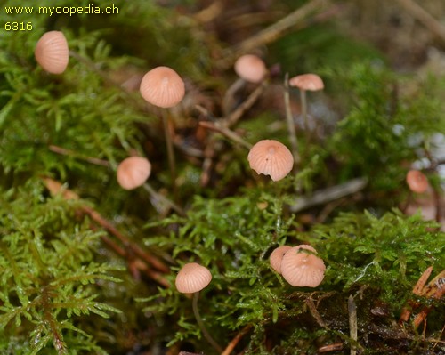 Mycena sanguinolenta - 