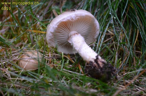 Stropharia albonitens - 