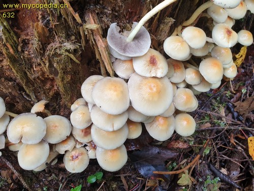 Hypholoma capnoides - 