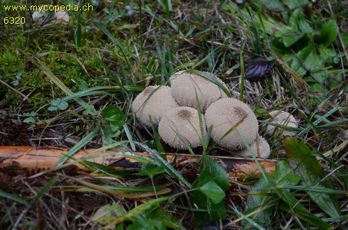 Lycoperdon perlatum - 