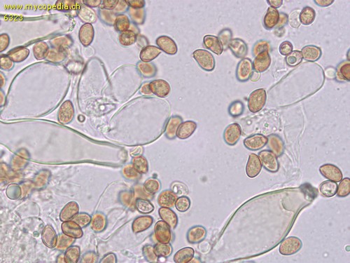 Inocybe geophylla - Cheilozystiden - 