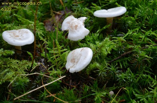 Clitocybe phyllophila - 