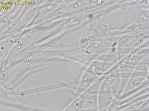 Clitocybe phyllophila - 