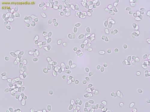 Clitocybe phyllophila - 