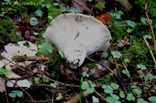 Russula delica - 