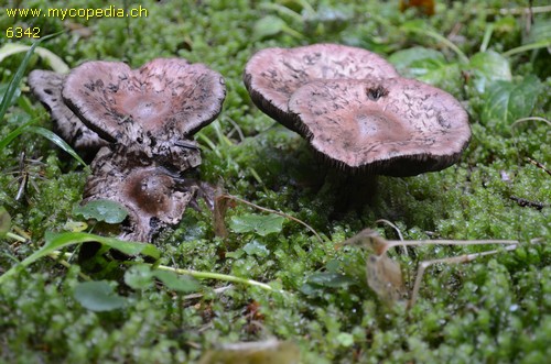 Agaricus silvaticus - 