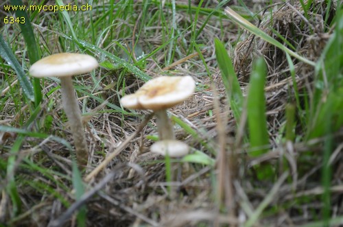 Hypholoma radicosum - 