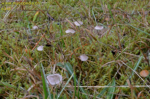 Mycena leptocephala - 