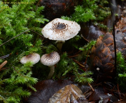 Lepiota felina - 