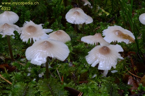 Mycena zephirus - 