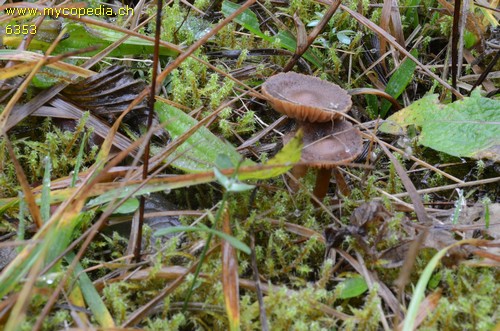 Inocybe nitidiuscula - 