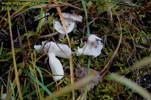 Russula fragilis - 