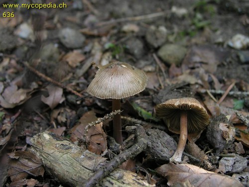 Inocybe asterospora - 