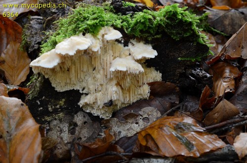 Hericium cirrhatum - 