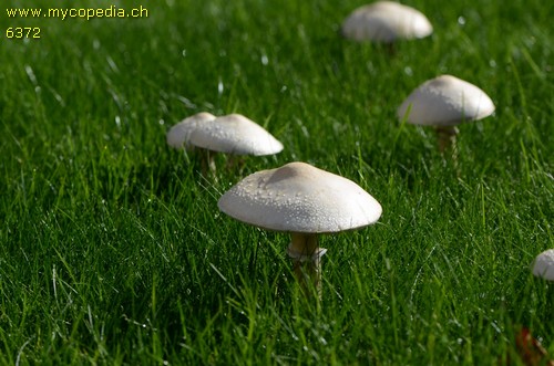 Leucoagaricus leucothites - 