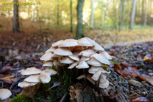 Mycena galericulata - 