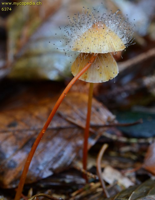 Mycena crocata - 