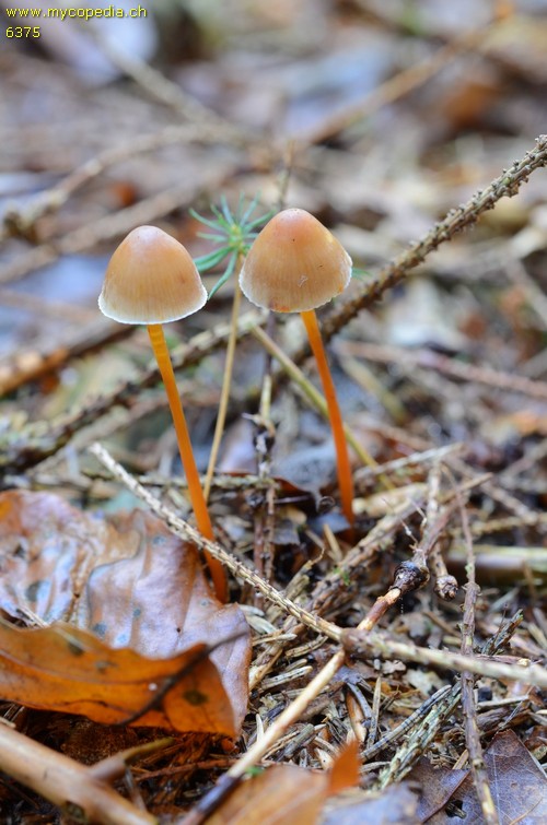 Mycena crocata - 