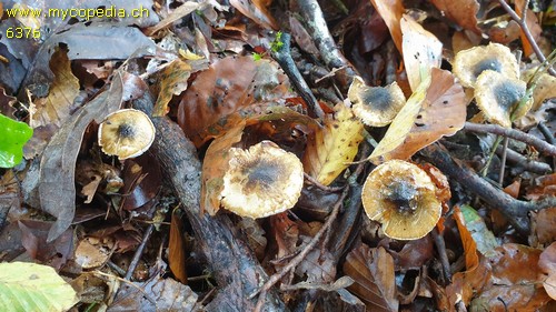 Lepiota grangei - 