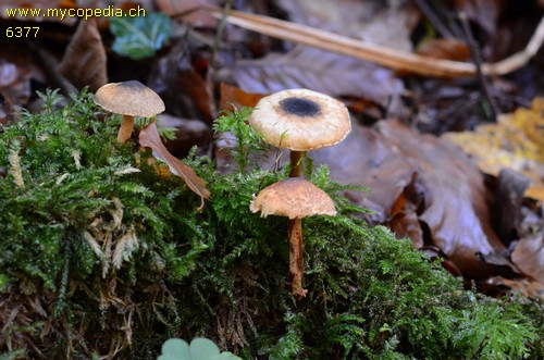 Lepiota grangei - 