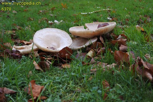 Infundibulicybe geotropa - 