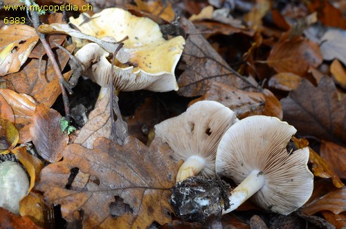 Cortinarius callochrous - 