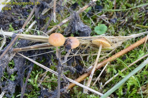 Galerina graminea - 