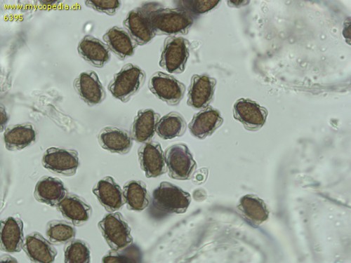 Coprinopsis laanii - Sporen - 
