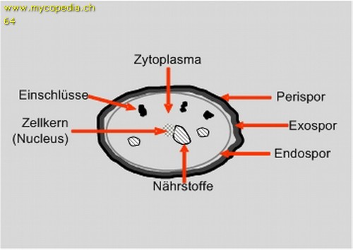 Endospor - Exospor - 