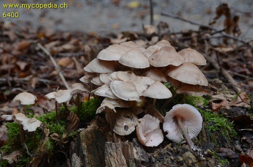 Mycena galericulata - 