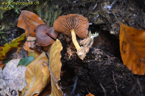 Cortinarius cinnamomeus - 