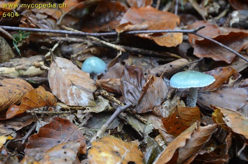 Stropharia aeruginosa - 