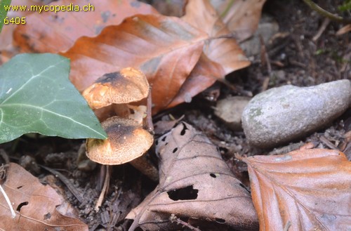 Lepiota grangei - 