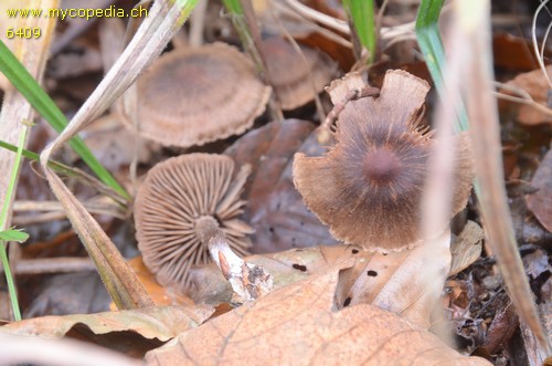 Cortinarius umbrinolens - 