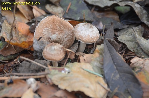 Inocybe bresadolana - 