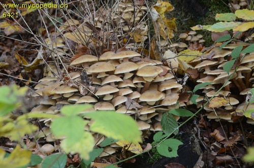 Armillaria - 