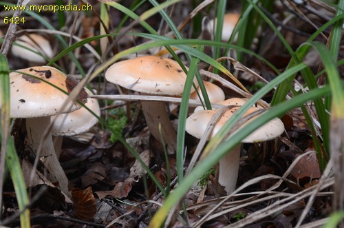 Hygrophorus pudorinus - 