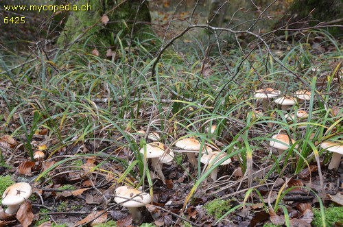 Hygrophorus pudorinus - 