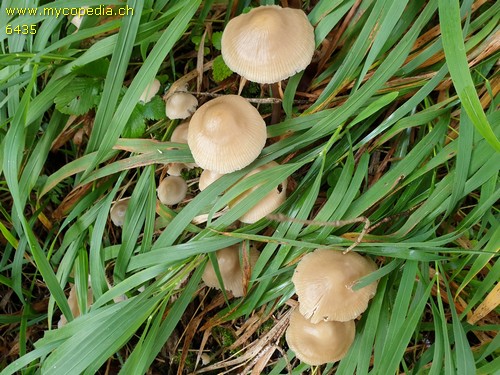 Mycena galericulata - 