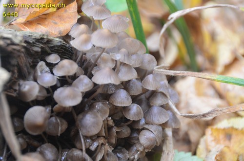 Mycena silvae-nigrae - 