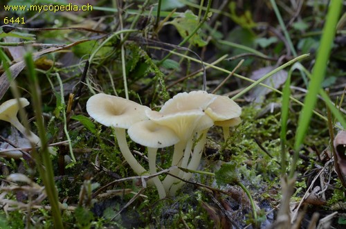 Chrysomphalina grossula - 