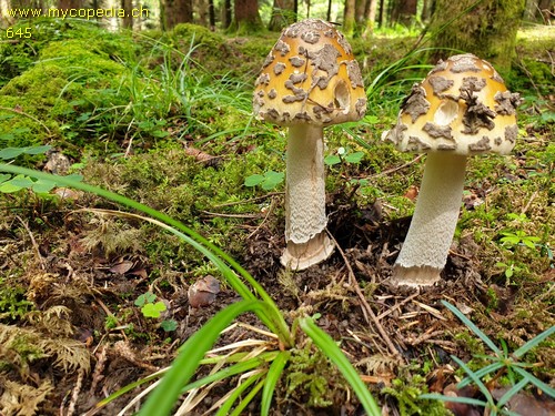 Amanita ceciliae - 